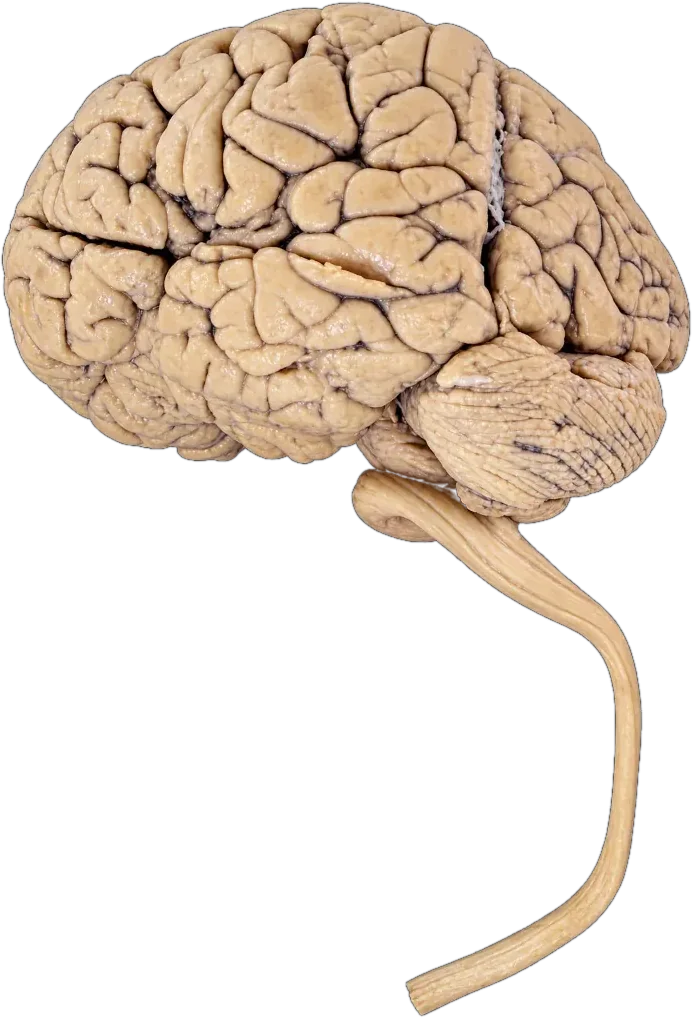 Adult Brain with Spinal Cord