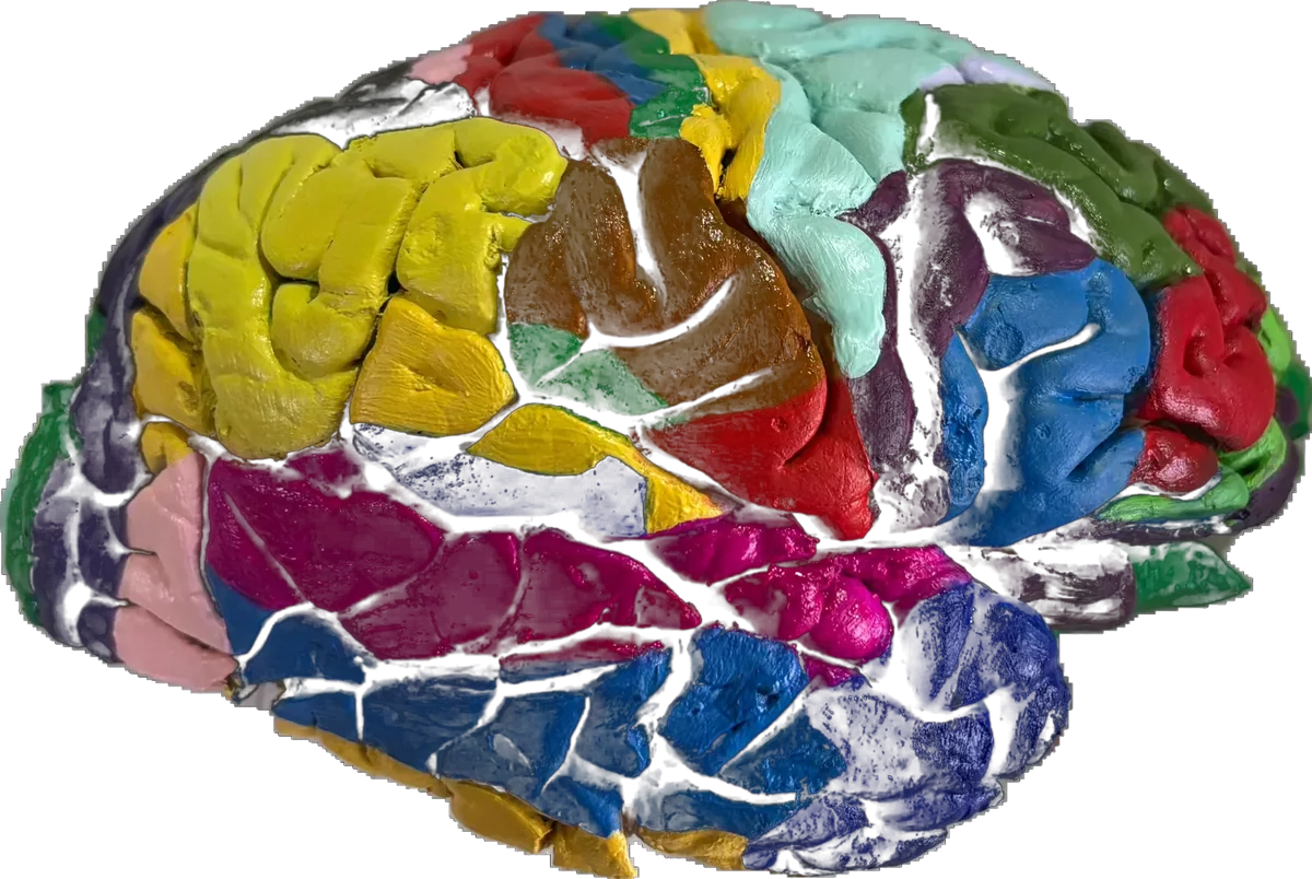 Areas of brain - External Cerebral Cortex