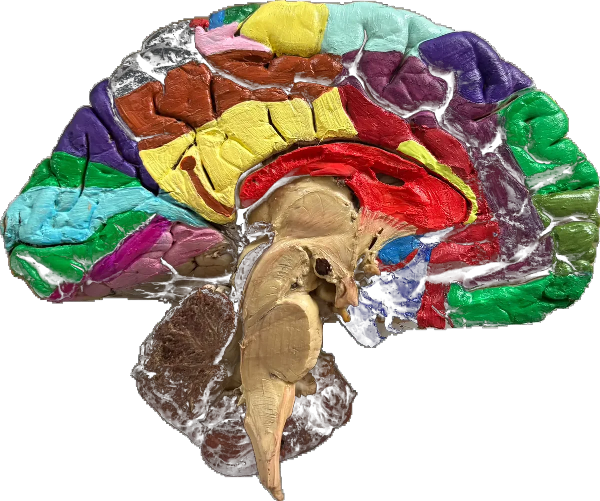 Areas of brain - Internal Cerebral Cortex
