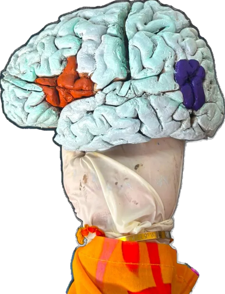 Broca's & Wernicke's area