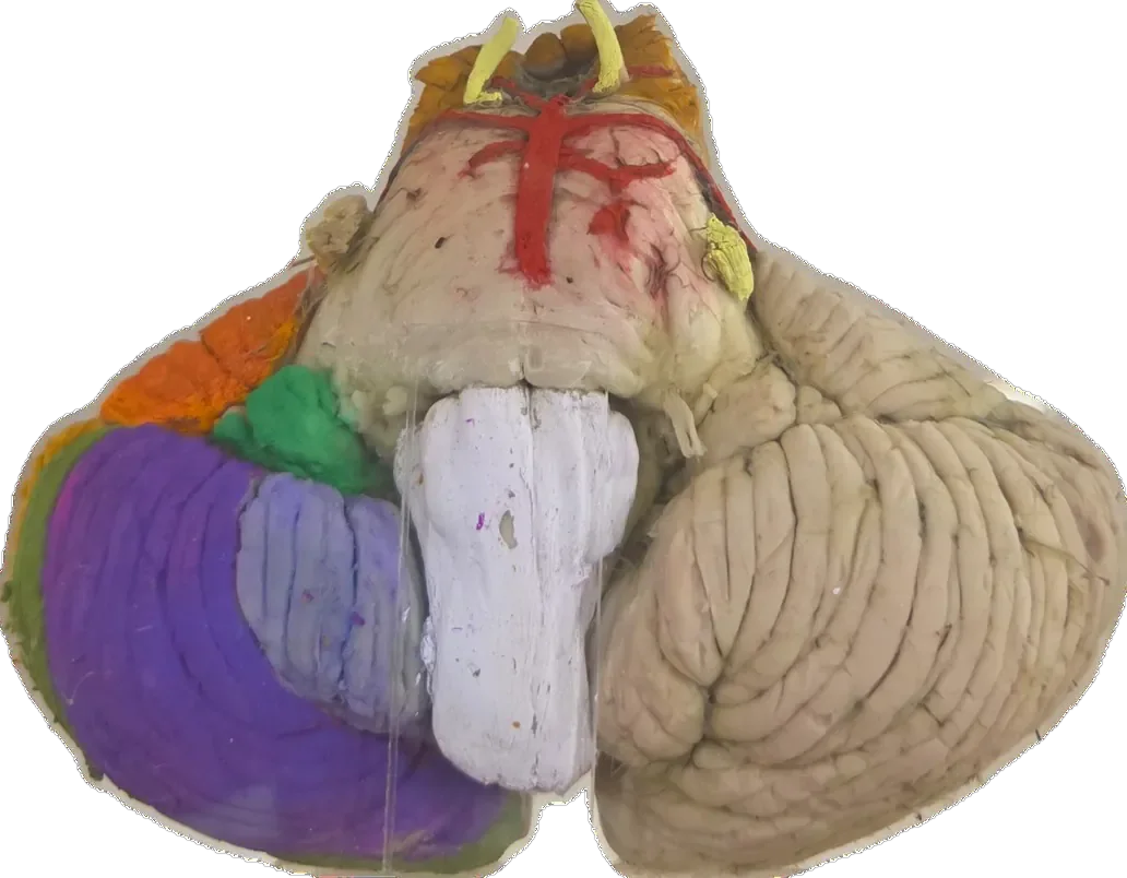 Inferior cerebellum with brain stem