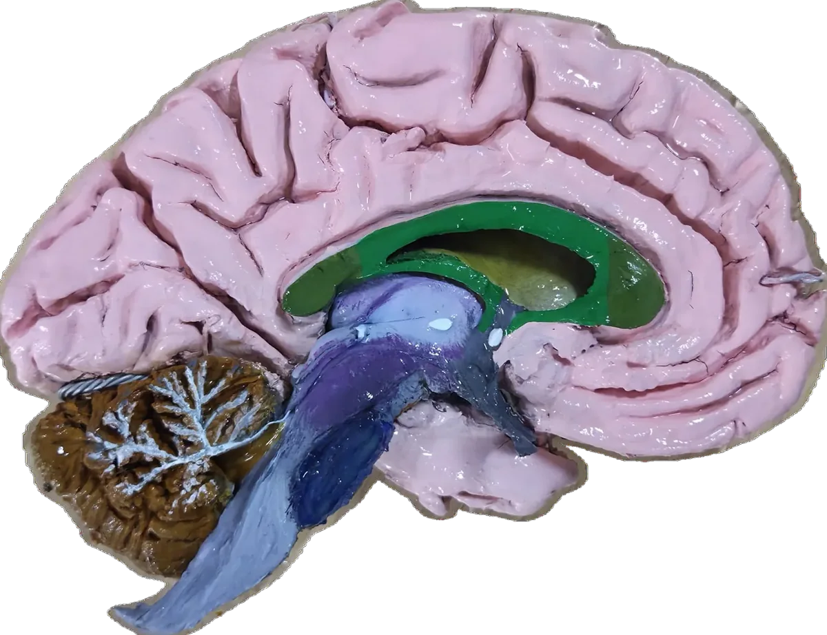 Sagittal section showing the corpus callosum, Brain Museum specimen
