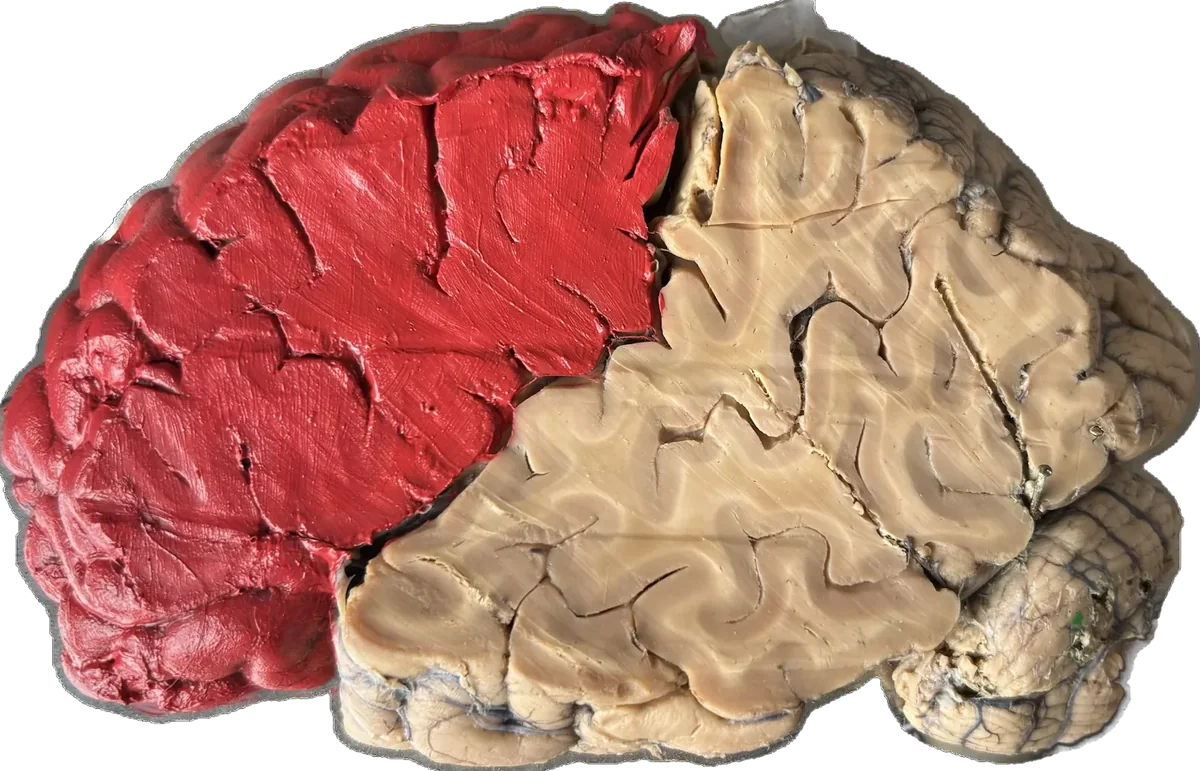 Sagittal section showing the pre frontal cortex