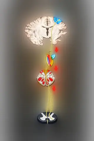 Corticospinal Tract (Pyramidal Tract) - The Pathway of Voluntary Movement