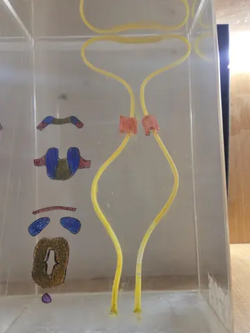 Neural Crest cells & Neural Cleft