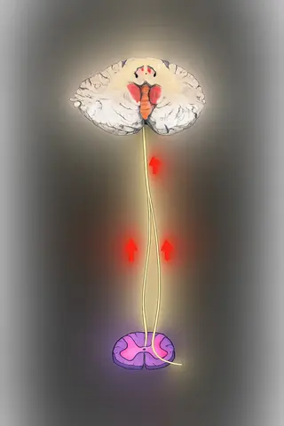 Spinocerebellar Tract - The Pathways of Balance and Coordination